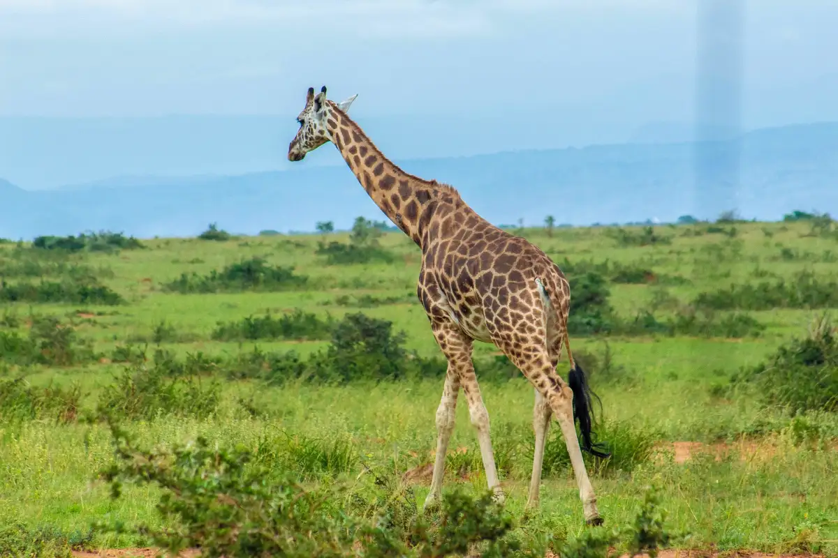  4 Day-Murchison Falls Wildlife Tour